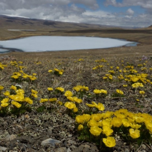 Ranunculus albertii